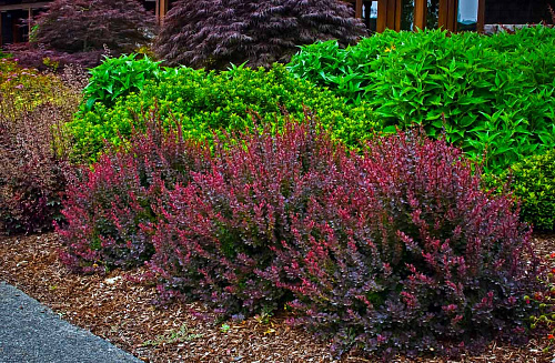 Барбарис тунберга Атропурпуреа (Berberis thunbergii Atropurpurea) 30-40 см 