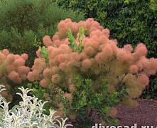 Скумпия кожевенная Янг Леди (Cotinus coggygria Young Lady) С2/3 40-60см