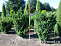 Можжевельник китайский Блаув (Juniperus chin. Blaauw) ком 80-100 В Солитер		