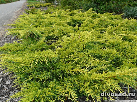 Можжевельник средний Пфитцериана Голд Стар (Juniperus pfitzeriana. Gold Star) C12 50-60 см.
