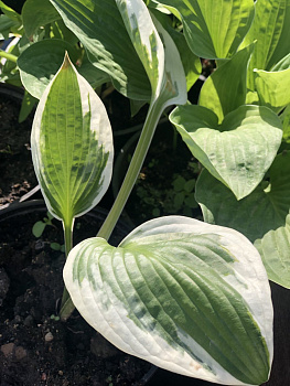 Хоста  Шоубот (Hosta Showboat) L