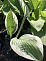 Хоста  Шоубот (Hosta Showboat) L
