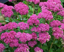 Очиток видный Карл (Sedum spectabile Carl) С2