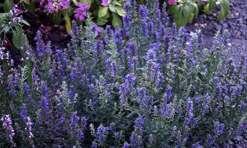 Рассада иссоп