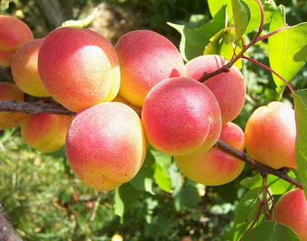 Абрикос Краснощекий