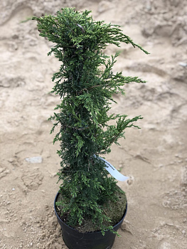 Можжевельник средний Пфитцериана Пирамид (Juniperus pfitzeriana.Piramid) C5 40-50 см.