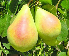 Груша Санта Мария (осенняя)