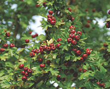 Боярышник  «Стрикта» (Crataegus monogyna Stricta) 