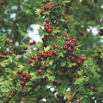 Боярышник  «Стрикта» (Crataegus monogyna Stricta) 