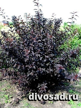 Пузыреплодник калинолистный Диабло (Physocarpus opulifolius Diabolo) С3 40-60 см П