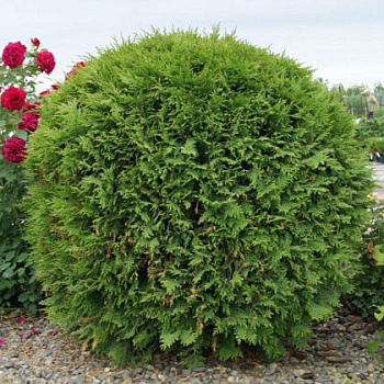 Туя западная Вудварди (Thuja occidentalis Woodwardii)