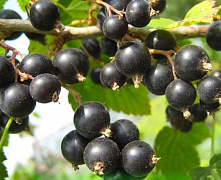 Смородина черная Багира