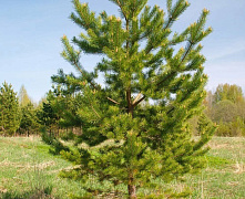 Сосна обыкновенная (Pinus sylvestris) 1,6-1,8м