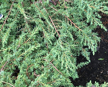 Можжевельник обыкновенный Грин Карпет (Juniperus comm. Green Carpet) C7.5 40-50 см В