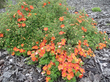 Лапчатка кустарниковая Танжерин (Potentilla fruticosa Tangerine) 0+1+1/25-30 3вет. С3