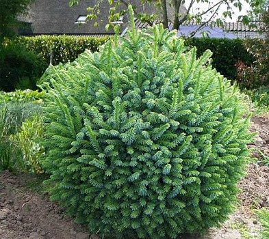 Ель сербская Нана (Picea omorika Nana) C2 20-40 см.