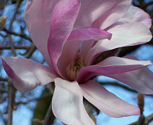 Магнолия Леонард Месеель (Magnolia Leonard Messel) С5 50-60см