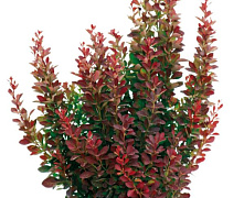 Барбарис тунберга Ред Рокет (Berberis thunbergii Red Rocket) С2 20-30см