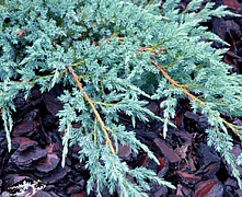 Можжевельник чешуйчатый Блю Карпет (Juniperus squamata Blue Carpet) C12 40-50 см