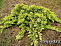 Можжевельник горизонтальный Голден Карпет (Juniperus hor. Golden Carpet) P9 10-15 см