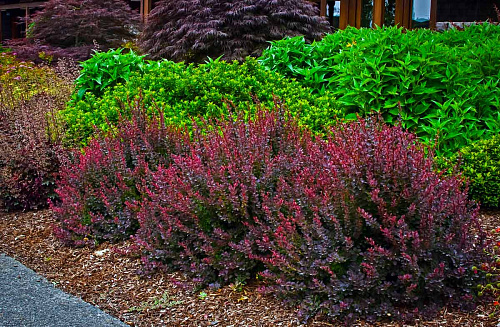 Барбарис тунберга Атропурпуреа (Berberis thunbergii Atropurpurea) 30-40 см 