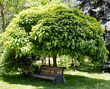 Катальпа бигнониевидная нана (Catalpa bignonioides Nana) С7 Штамб 140-160 см 