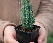 Можжевельник скальный Блю Арроу (Juniperus scop. Blue Arrow) Р9 