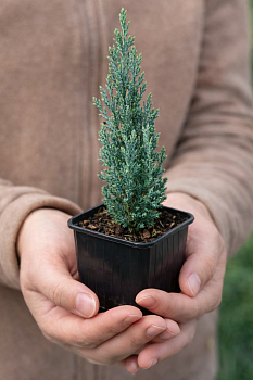 Можжевельник скальный Блю Арроу (Juniperus scop. Blue Arrow) Р9 