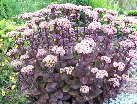 Очиток видный Матрона (Sedum spectabile Matrona, розов, средний), 2-3л
