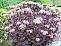 Очиток видный Матрона (Sedum spectabile Matrona, розов, средний), 2-3л
