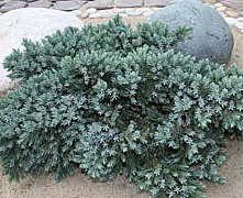 Можжевельник чешуйчатый Блю Стар (Juniperus squamata Blue Star) C5 25-30 cm.