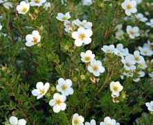 Лапчатка кустарниковая МакКейс Уайт (Potentilla fruticosa McKay`s White) 25-30 Е