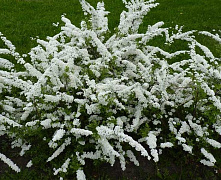 Спирея серая Грефшейм (Spiraea cinerea Grefsheim) 40-50 В