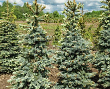 Ель колючая Ольденбург (Picea pungens Oldenburg) С7,5 30-40 см