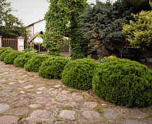 Туя западная Даника (Thuja occ. Danica) C7,5 30-40 см 