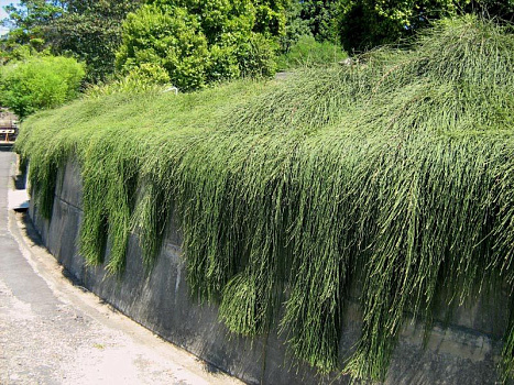 Туя складчатая Випкорд (Thuja plicata Whipcord) С7,5 30-40см