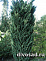 Можжевельник китайский Блаув (Juniperus chin. Blaauw) С50 100+