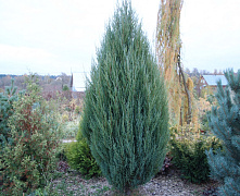 Можжевельник виргинский Скайрокет (Juniperus virginiana Skyrocket) С20  1,4-1,6м