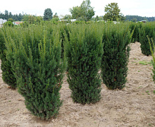 Тисс Средний Хикси (Taxus media Hicksii) C3 40-50 см
