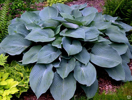 Хоста Блю Энжел (Hosta 'Blue Angel') (L) С10