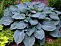 Хоста Блю Энжел (Hosta 'Blue Angel') (L) С10