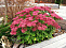 Очиток видный Карл (Sedum spectabile Carl) С2