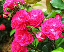 Роза почвопокровная Фейри Чейнгелинг (Fairy Changeling)