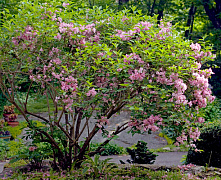 Вейгела цветущая Розеа (Weigela florida Rosea) С2  40-60см П