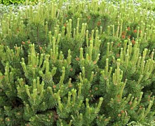 Сосна горная (Pinus mugo) р9