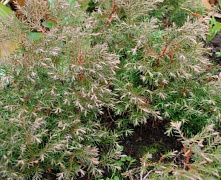 Туя вересковидная