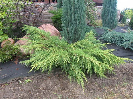 Можжевельник средний Пфитцериана Голд Стар (Juniperus pfitzeriana. Gold Star) С2 
