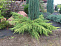 Можжевельник средний Пфитцериана Голд Стар (Juniperus pfitzeriana. Gold Star) С2 