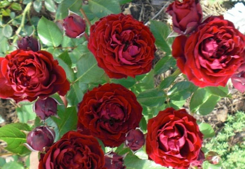 Роза спрей  красный Таманго (Tamango)