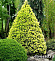 Ель канадская Дейзи Вайт (Picea gl. Daisy's White) C2 30-35 см.